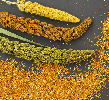 Millet & Grains